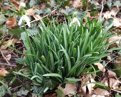 Galanthus nivalis