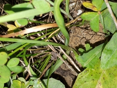Allium subvillosum
