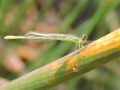 Agriocnemis kalinga