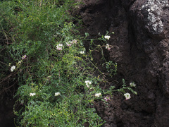 Coronilla viminalis