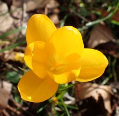 Crocus flavus