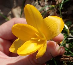 Crocus flavus