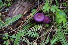 Cortinarius magellanicus