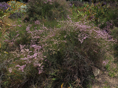 Limonium tuberculatum