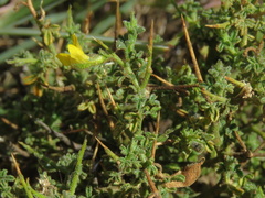 Melolobium microphyllum