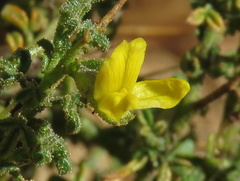 Melolobium microphyllum