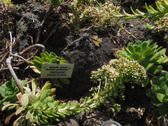 Aeonium decorum