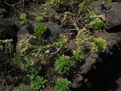 Aeonium decorum