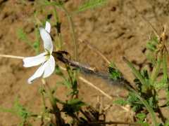 Jamesbrittenia tysonii