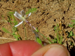 Jamesbrittenia tysonii