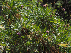 Cheirolophus falcisectus