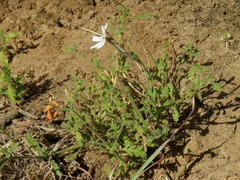 Jamesbrittenia tysonii