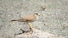 Falco tinnunculus