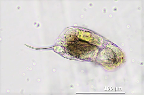 Cephalodella gibba