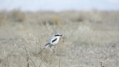 Lanius excubitor pallidirostris