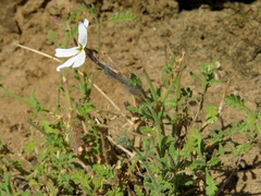 Jamesbrittenia tysonii