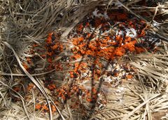 Pseudombrophila guldeniae