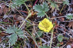 Potentilla hyparctica