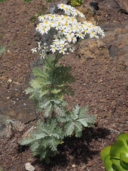 Gonospermum ptarmiciflorum