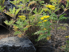Gonospermum fruticosum
