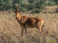 Alcelaphus buselaphus lelwel