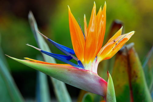Flor de Ave del Paraíso (Strelitzia reginae) · iNaturalist Ecuador