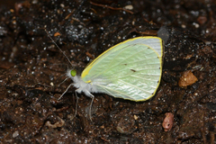 Leptophobia eleone