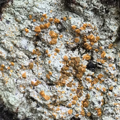 Brigantiaea leucoxantha