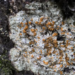 Brigantiaea leucoxantha