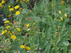 Sonchus radicatus