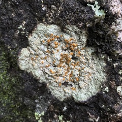 Brigantiaea leucoxantha