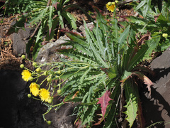 Sonchus platylepis