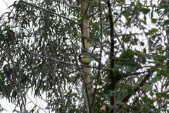 Parus major