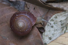 Quantula striata