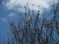 Convolvulus scoparius