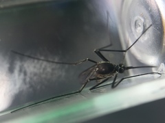 Armigeres subalbatus