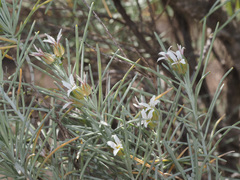Parolinia ornata