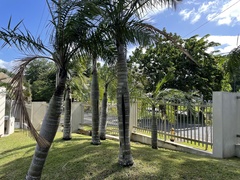 Pseudophoenix sargentii