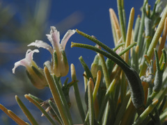 Parolinia ornata