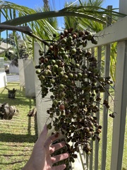 Pseudophoenix sargentii