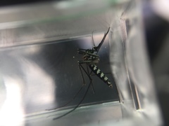 Armigeres subalbatus