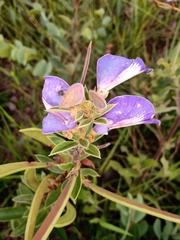 Periandra mediterranea