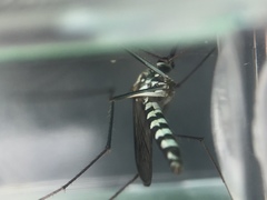 Armigeres subalbatus