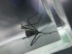 Armigeres subalbatus