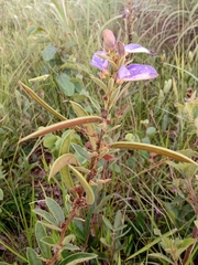 Periandra mediterranea