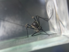 Armigeres subalbatus