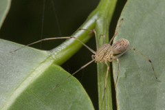 Scytodes pallida