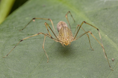 Scytodes pallida