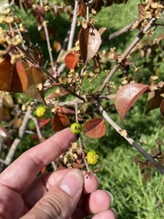 Eugenia biflora