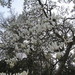 Magnolia soulangeana alba - Photo (c) Leonora (Ellie) Enking, algunos derechos reservados (CC BY-SA)